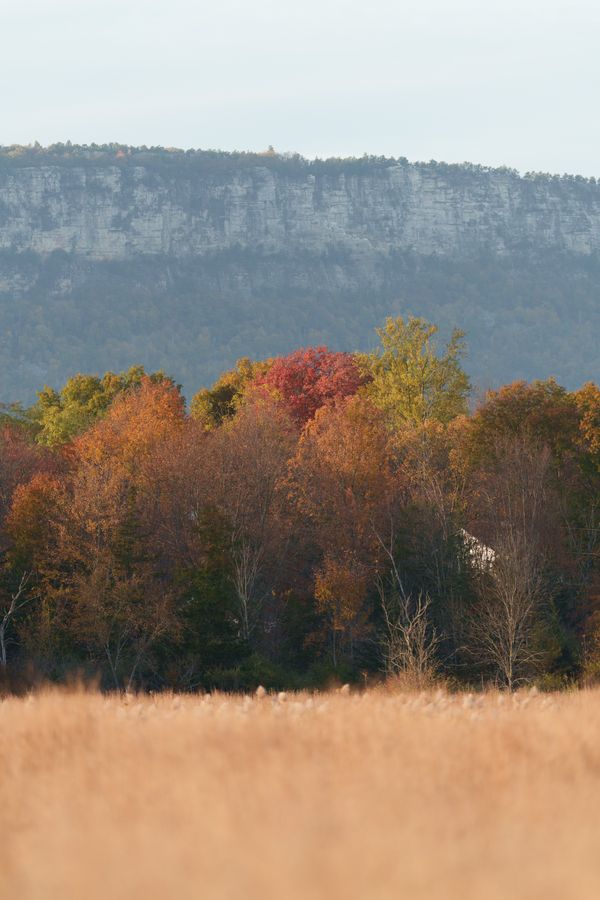 Foliage below the ridge