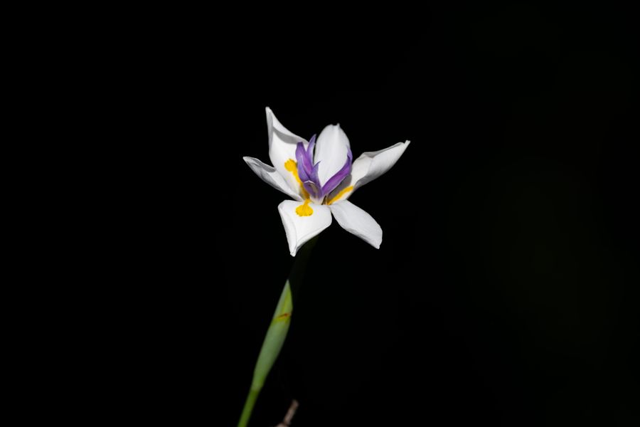 Fortnight Lily