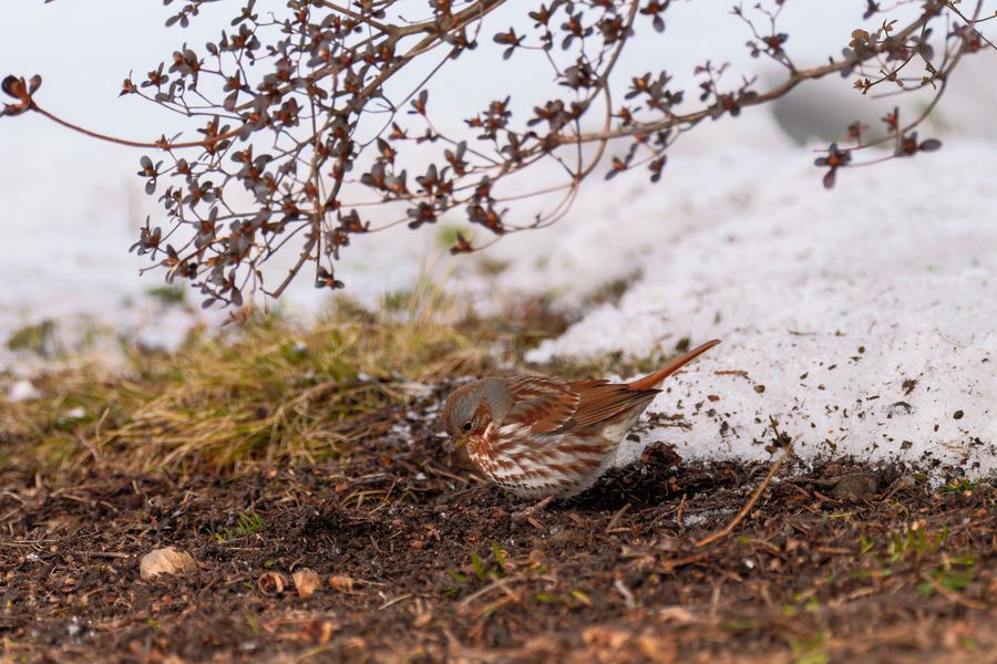 Fox Sparrow