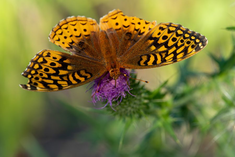 Fritillary on thistle