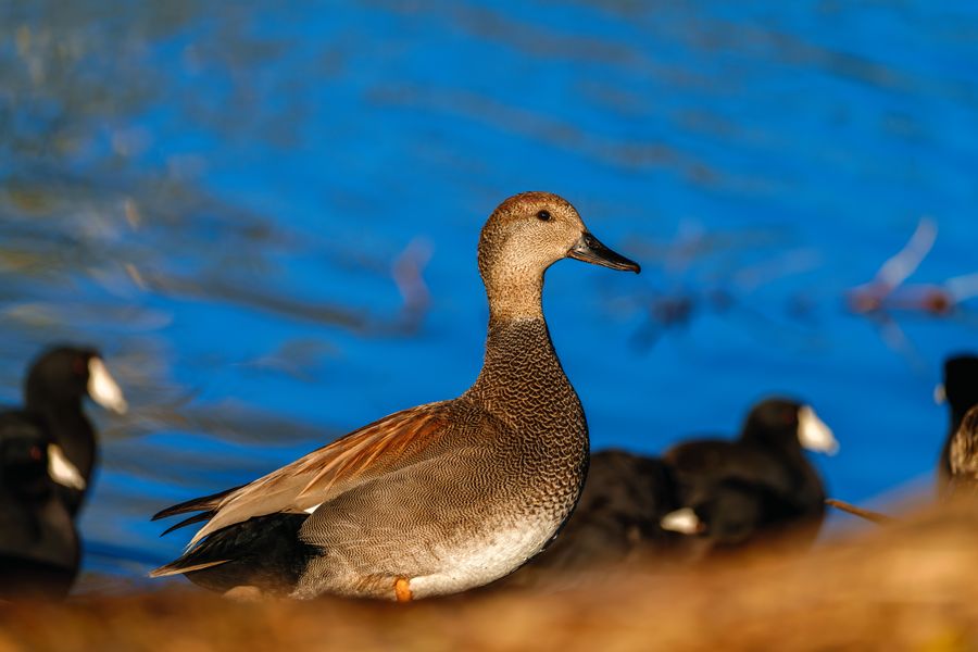 Gadwall, male