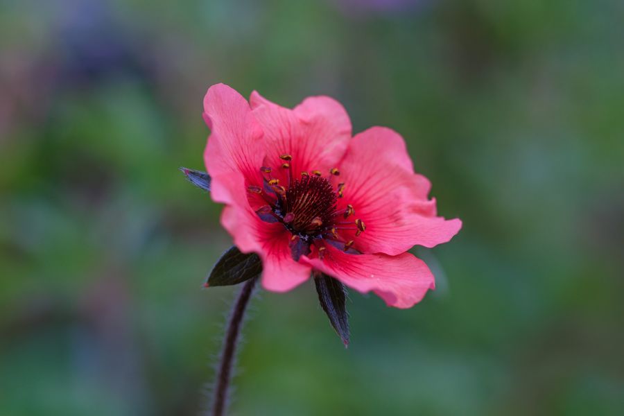 Geum
