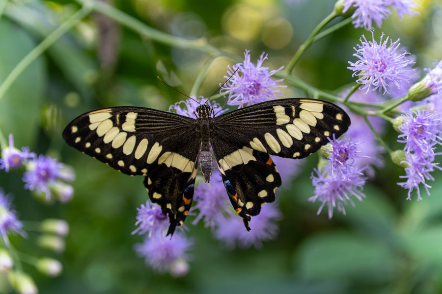 Giant Swallowtail