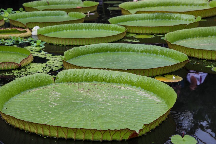 Giant Waterlily