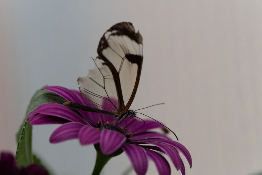 Glasswing