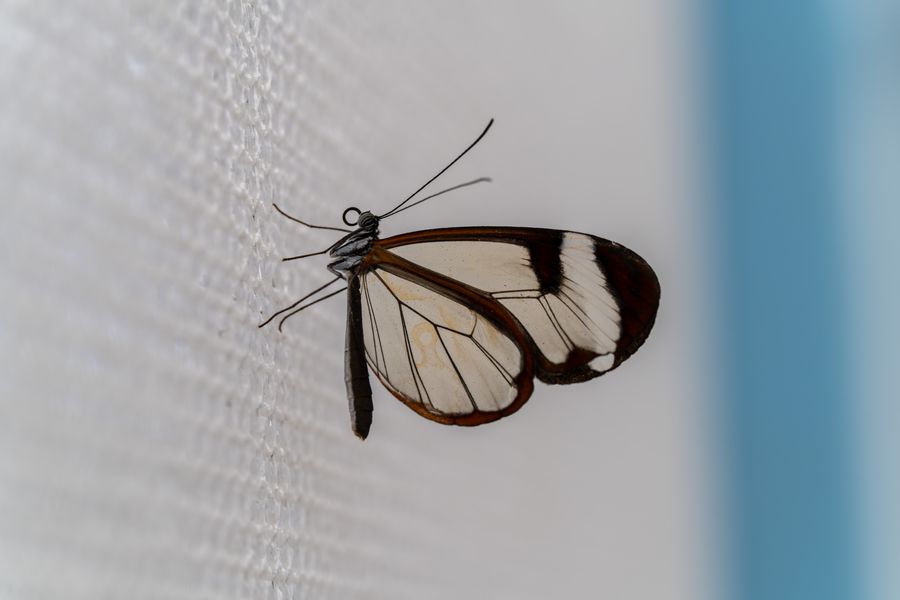 Glasswing