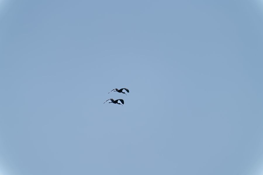 Glossy Ibis pair