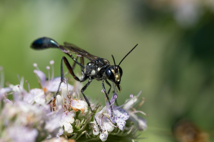 Gold-marked Thread-waisted Wasp