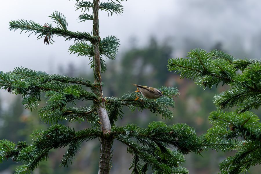 Golden-crowned Kinglet, mid-hop