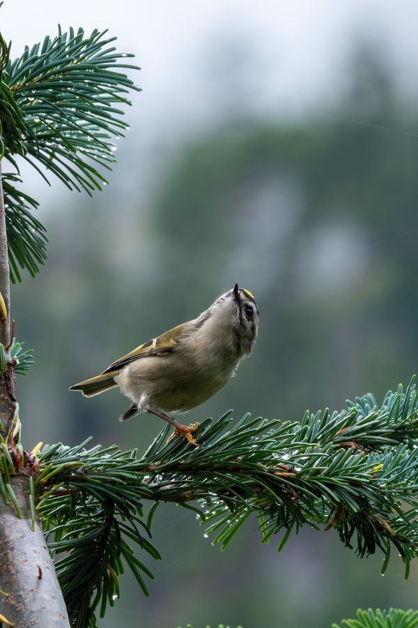 Golden-crowned Kinglet
