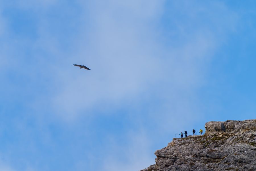 Golden Eagle, probably, over the ridge