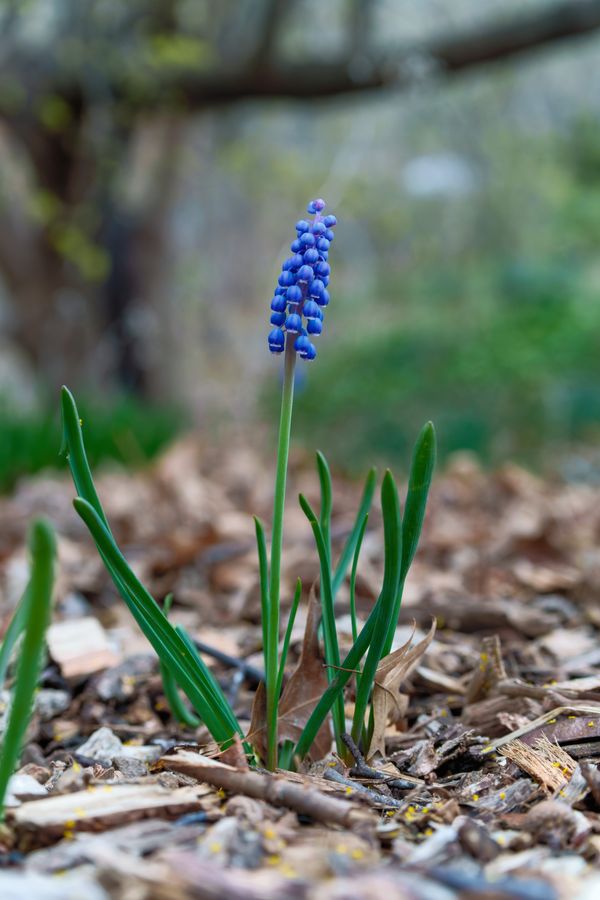 Grape Hyacinth
