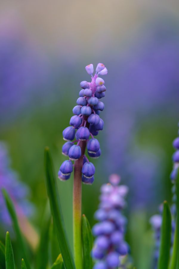 Grape hyacinth