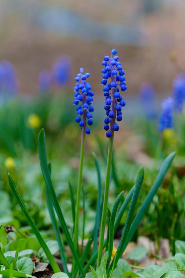 Grape hyacinths, a pair
