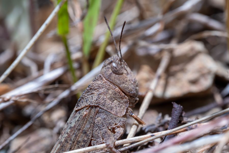 Grasshopper in the leaf litter
