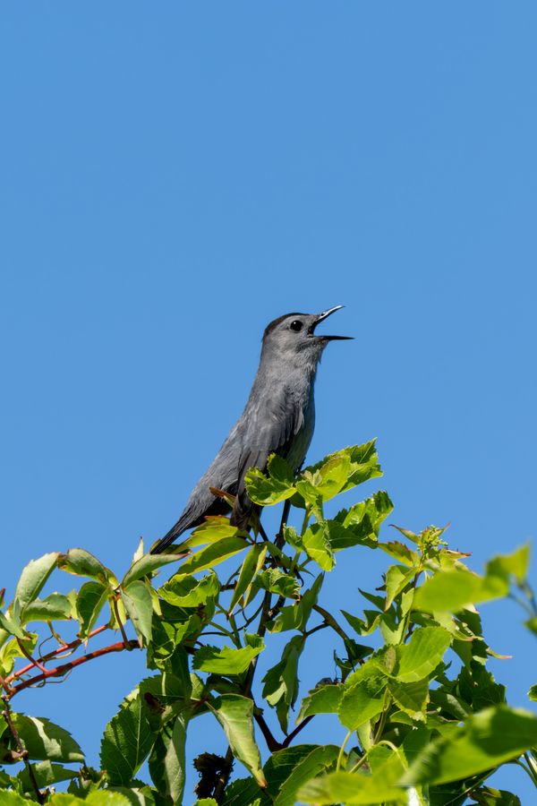 Gray Catbird, singing