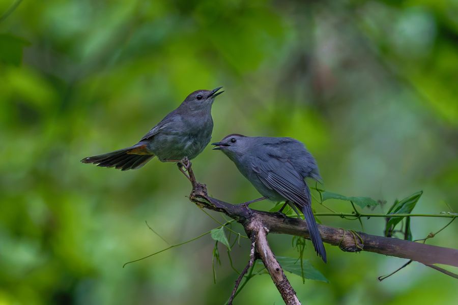 Gray Catbirds
