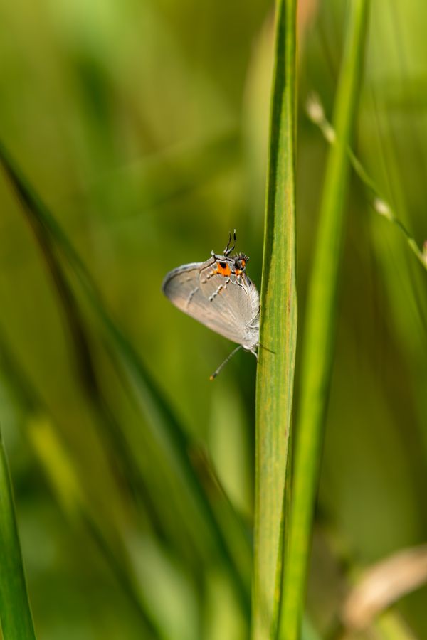 Gray Hairstreak