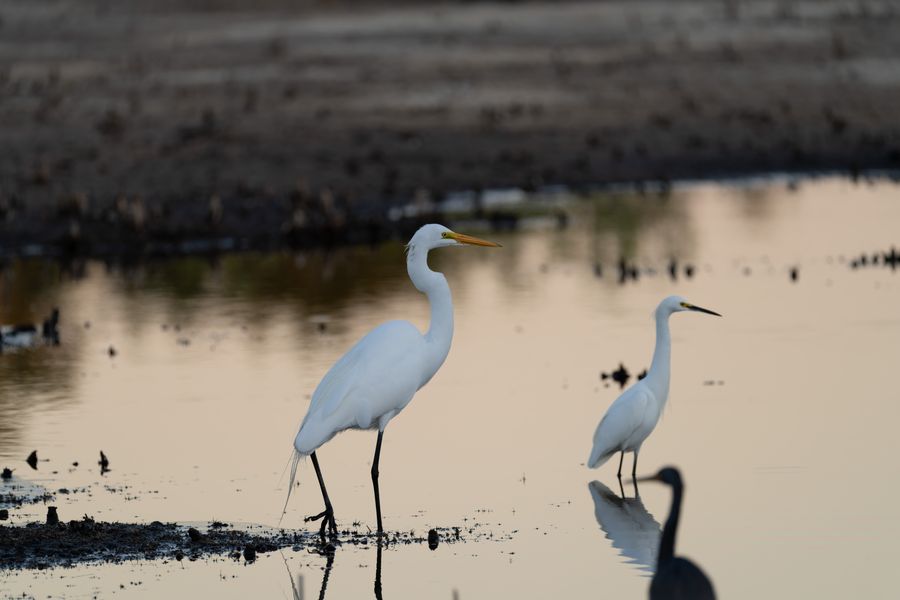 Great and Snowy Egrets