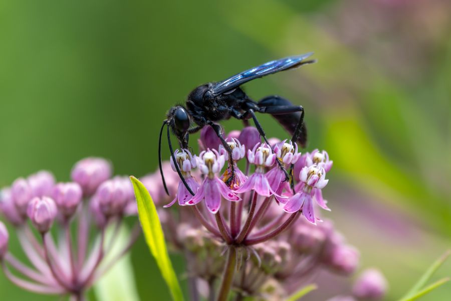 Great Black Wasp on swamp milkweed