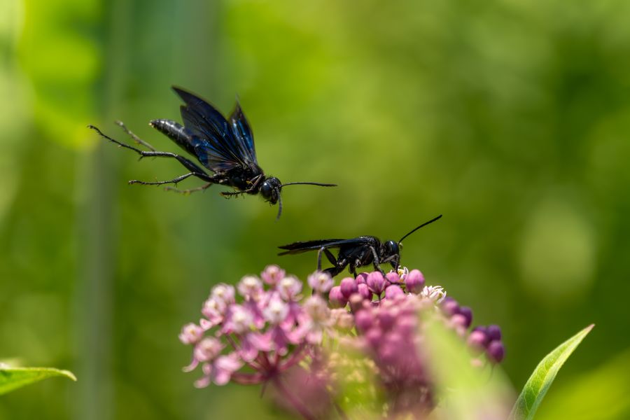 Great Black Wasps, one landing