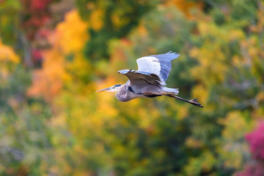 Great Blue Heron in flight