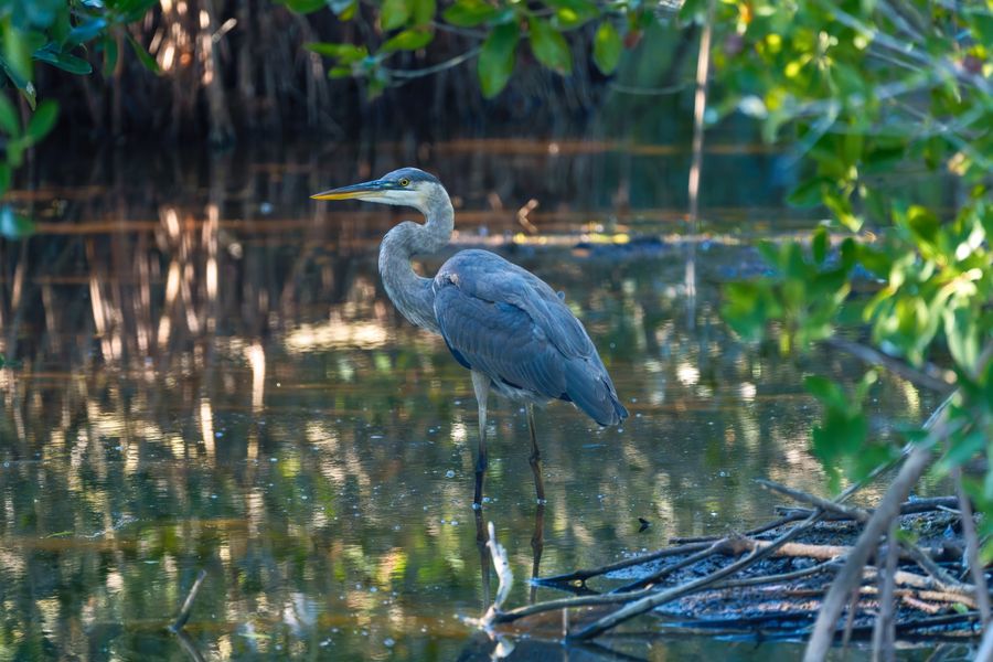 Great Blue Heron in the shade