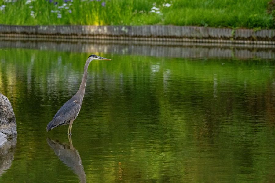 Great Blue Heron, Japanese Pond