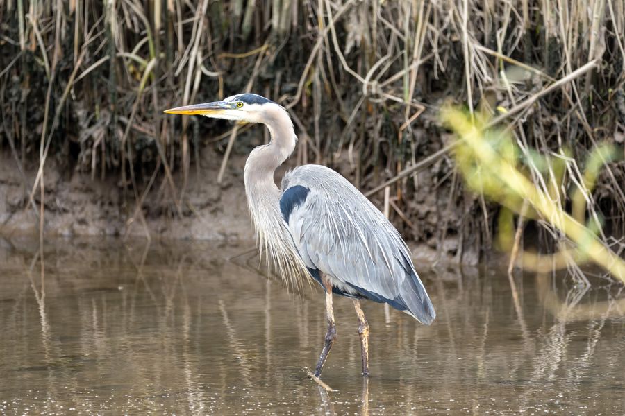 Great Blue Heron, low water