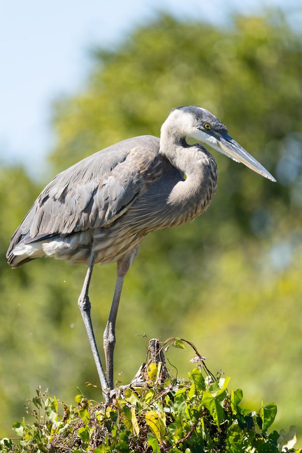 Great Blue Heron on a vine tangle