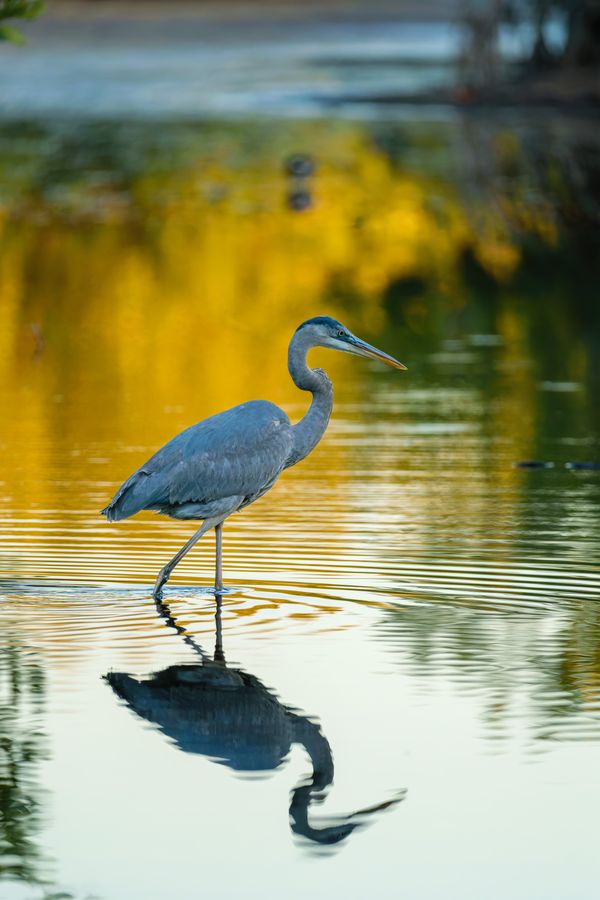 Great Blue Heron, stepping through the shallows