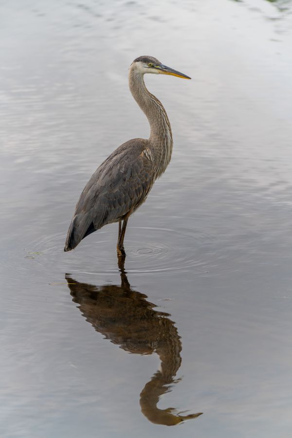 Great Blue Heron, still water