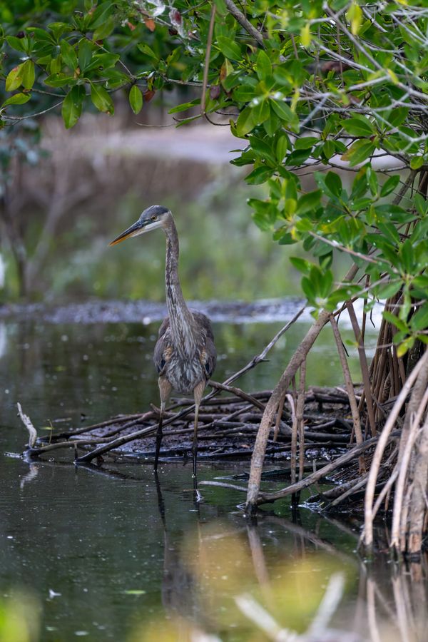 Great Blue Heron