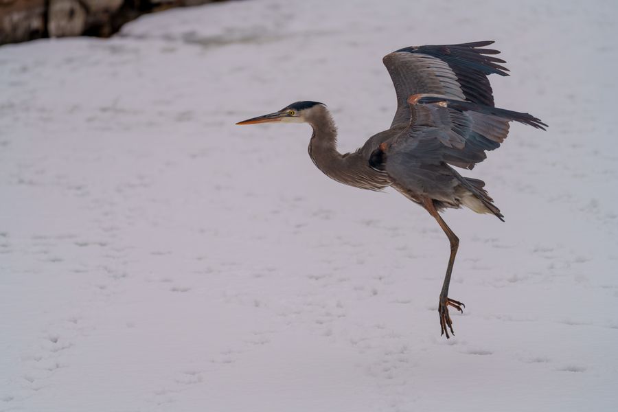 Great Blue Heron, taking off in snow