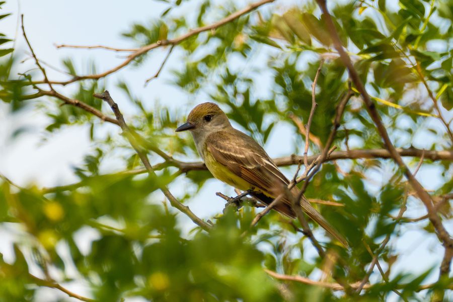 Great Crested Flycatcher