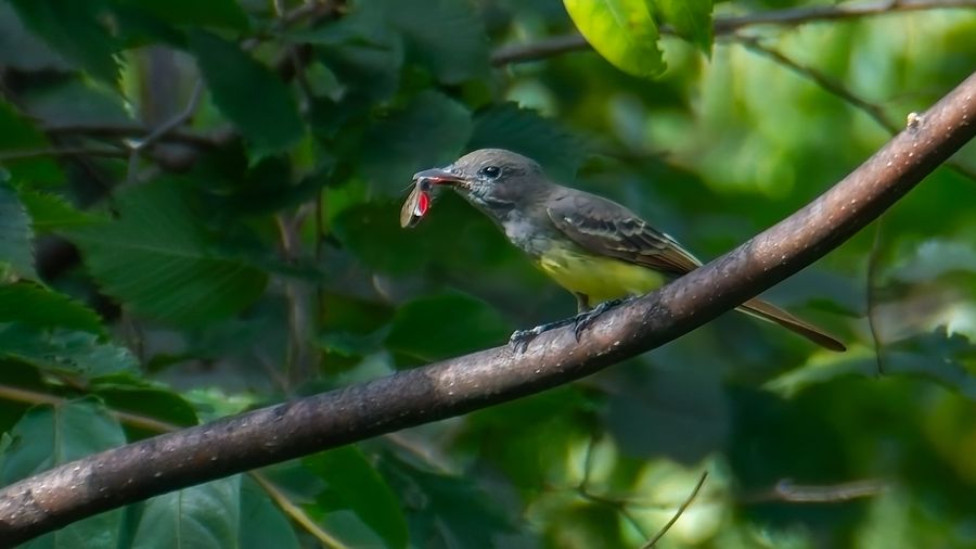 Great Crested Flycatcher