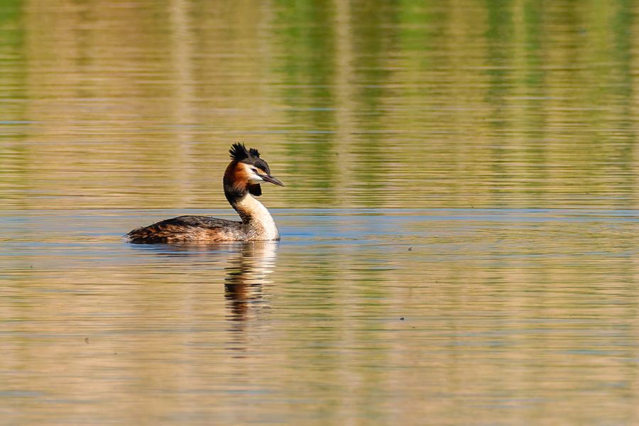 Great Crested Grebe