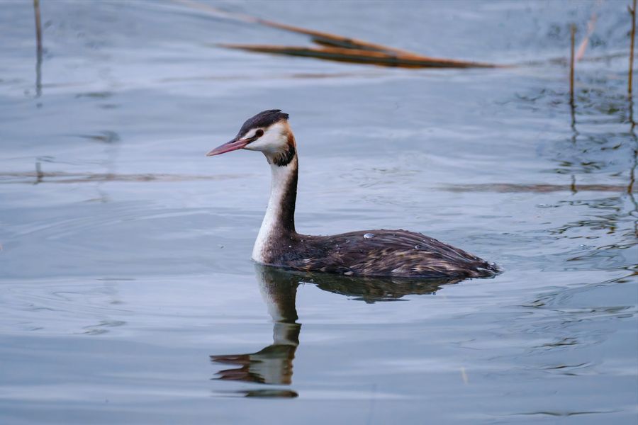 Great Crested Grebe