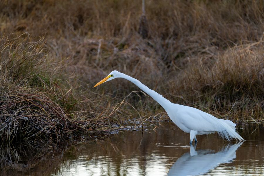 Great Egret at dusk