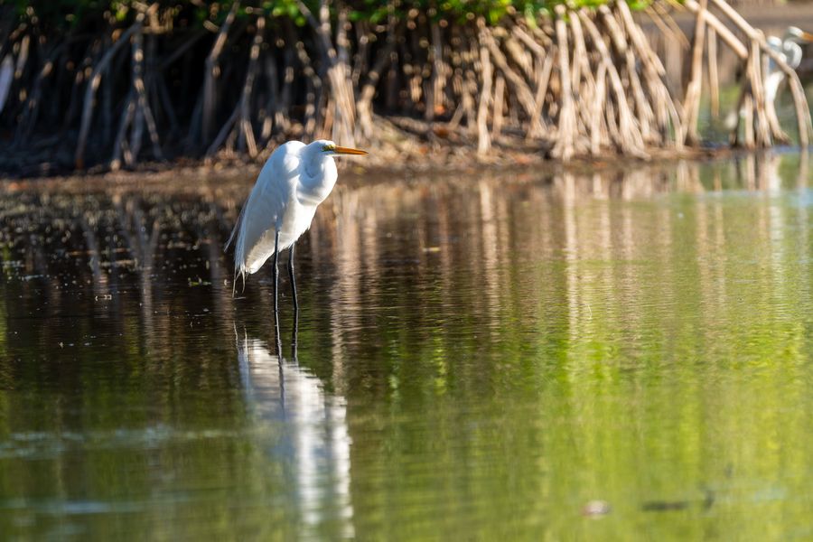 Great Egret at the mangrove edge