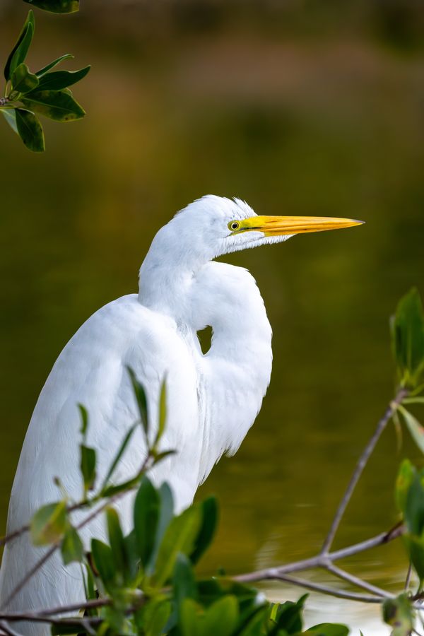 Great Egret, breeding plumage