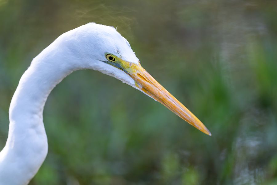 Great Egret, head and neck