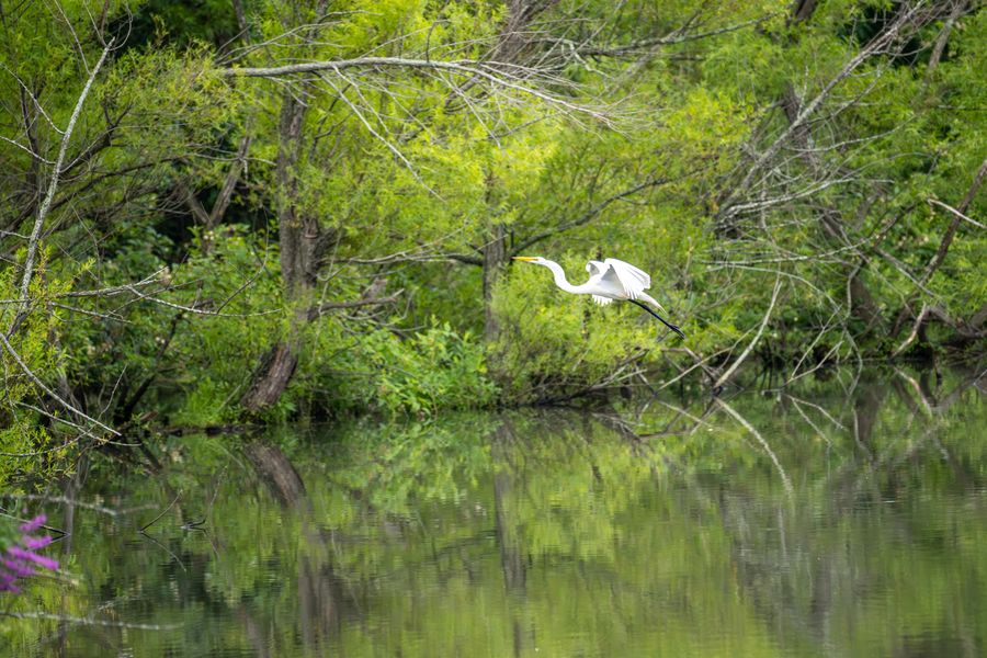 Great Egret in flight