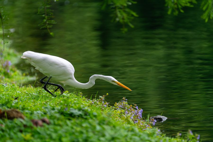 Great Egret stalking the shallows