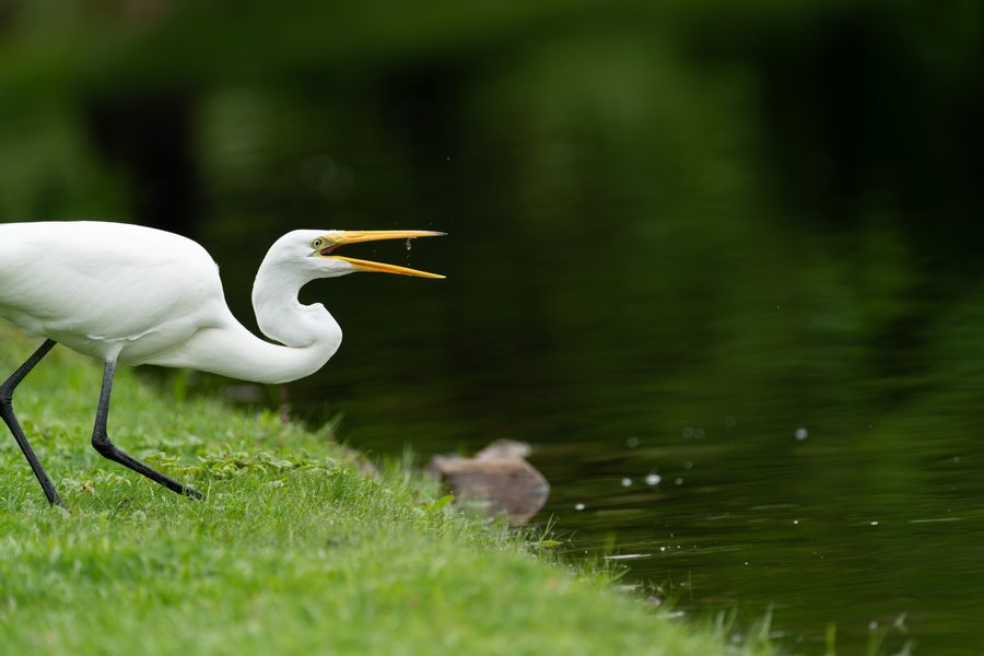 Great Egret swallowing a fish