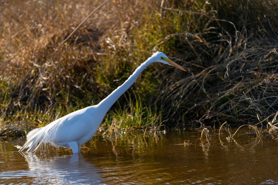 Great Egret wading