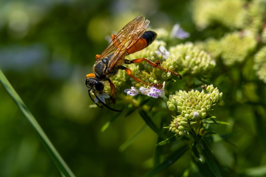Great Golden Digger Wasp