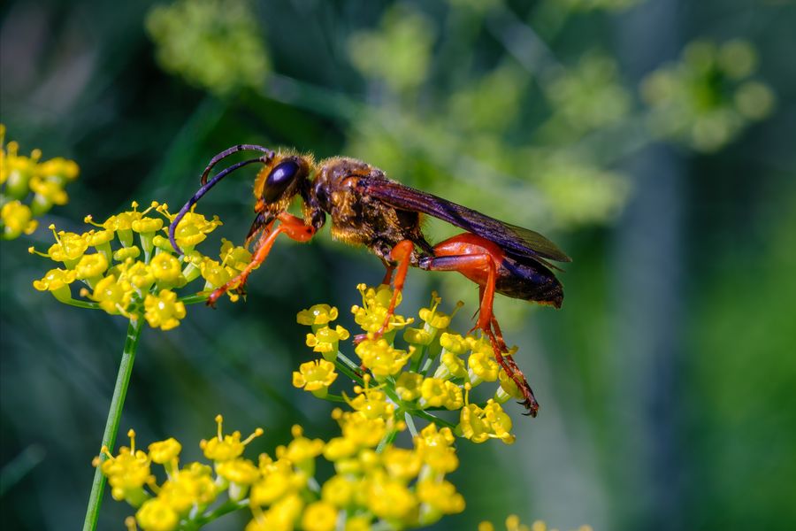 Great Golden Digger Wasp