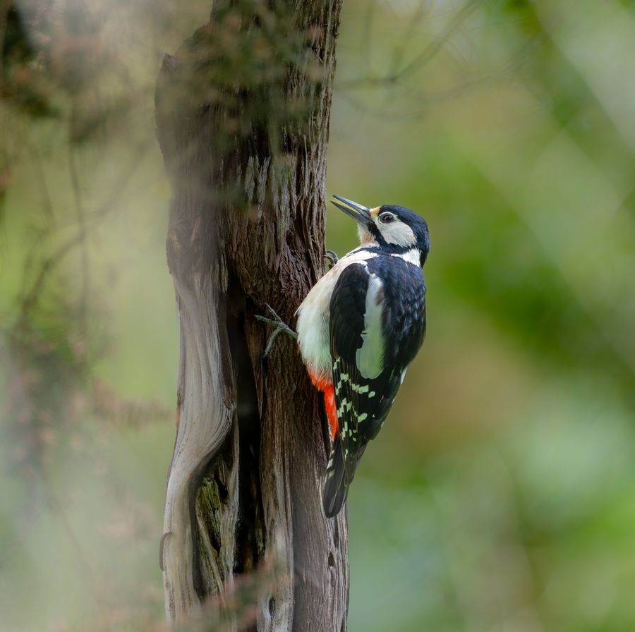 Great Spotted Woodpecker