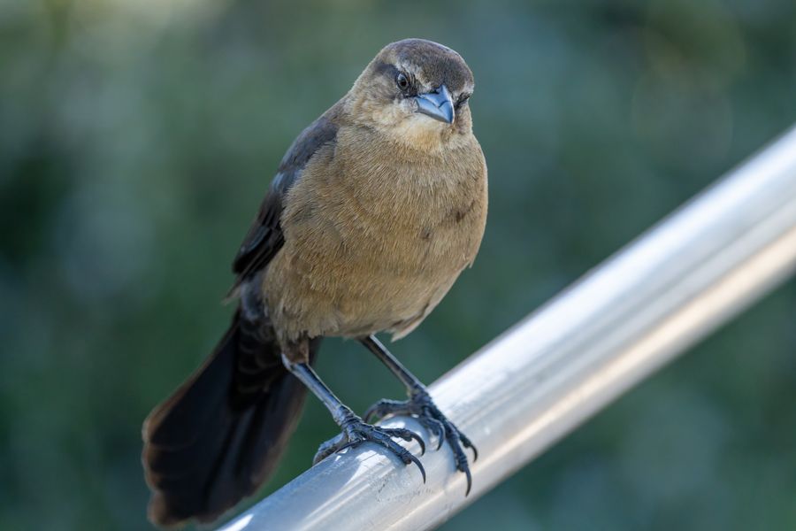 Great-tailed Grackle, female